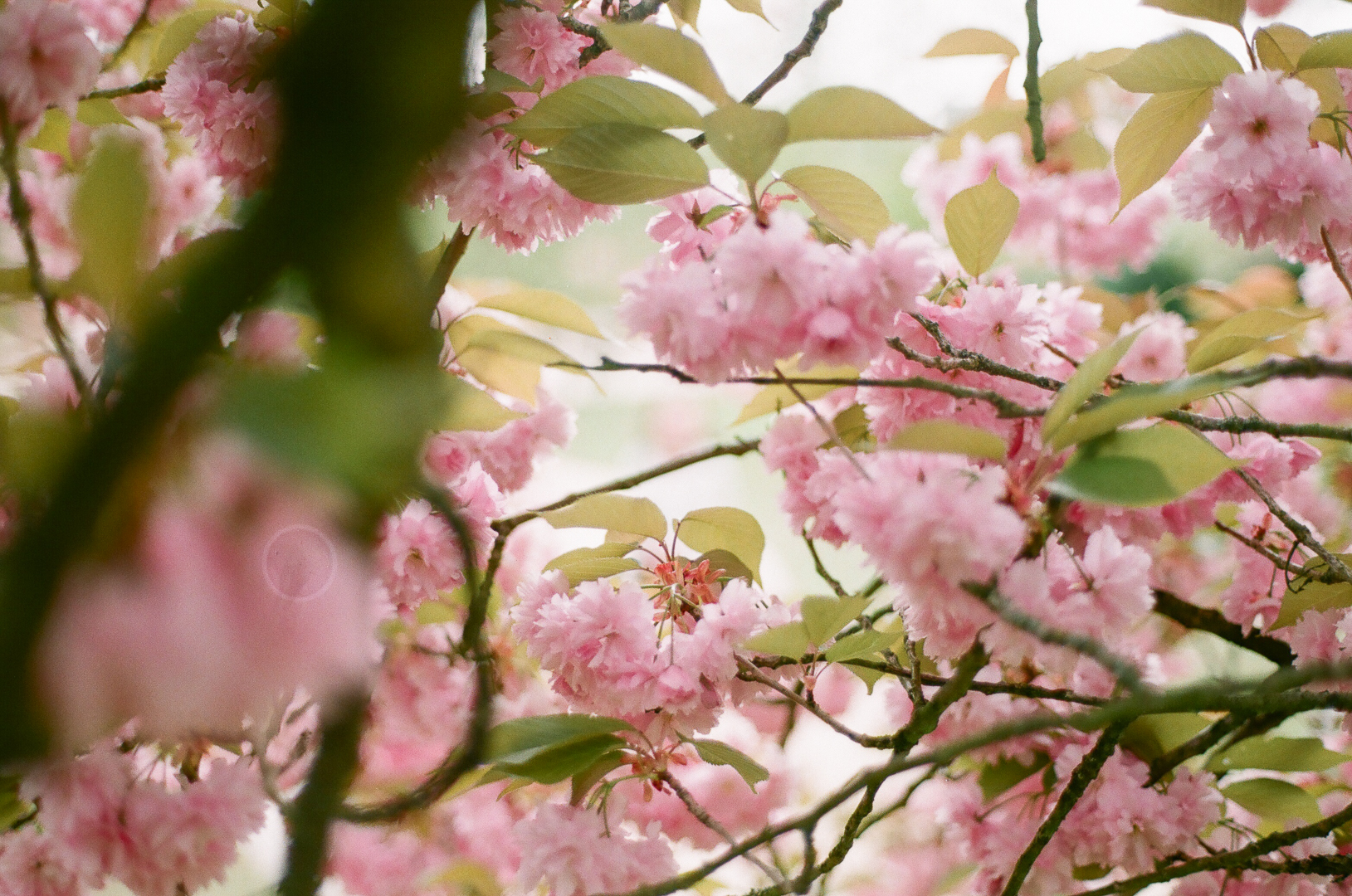 Spring through an analog lens