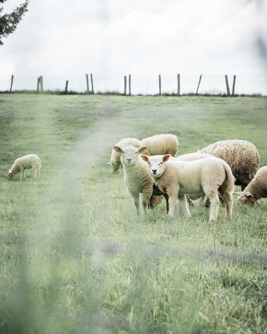 Sheep in May