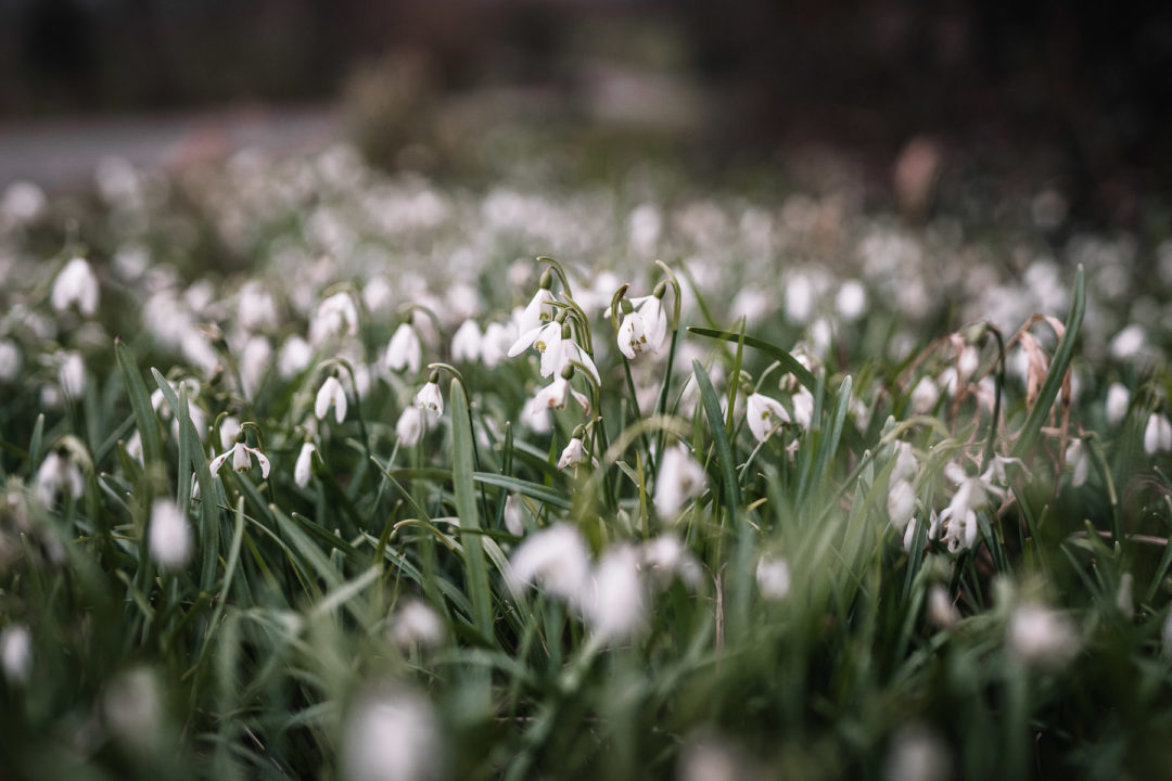 A patch of snowdrops during February