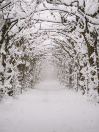 A tree tunnel covered in snow on a foggy morning