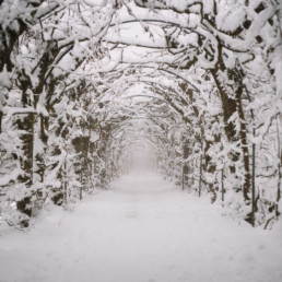 A tree tunnel covered in snow on a foggy morning