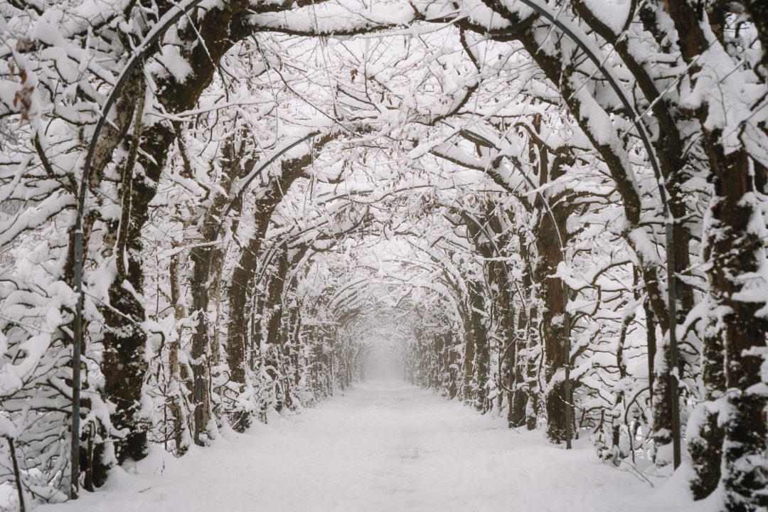 Tree tunnel La Charmille during winter