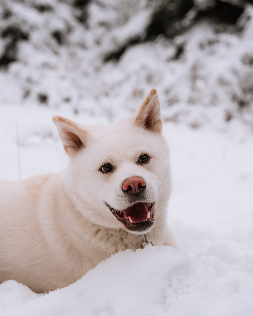 white akita smiling and laying in the snow