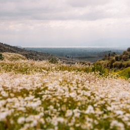 wildflower landscape in mycenae, greece