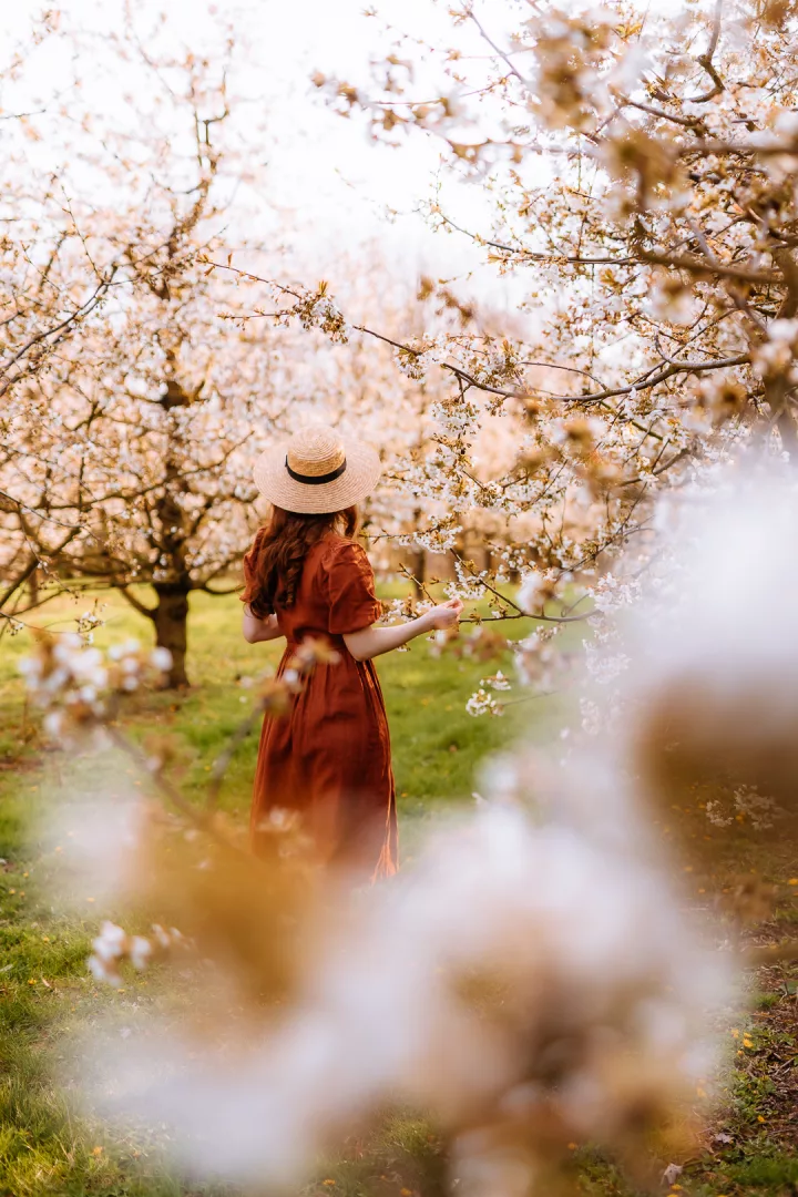 woman in a hat among apple blossoms in haspengouw