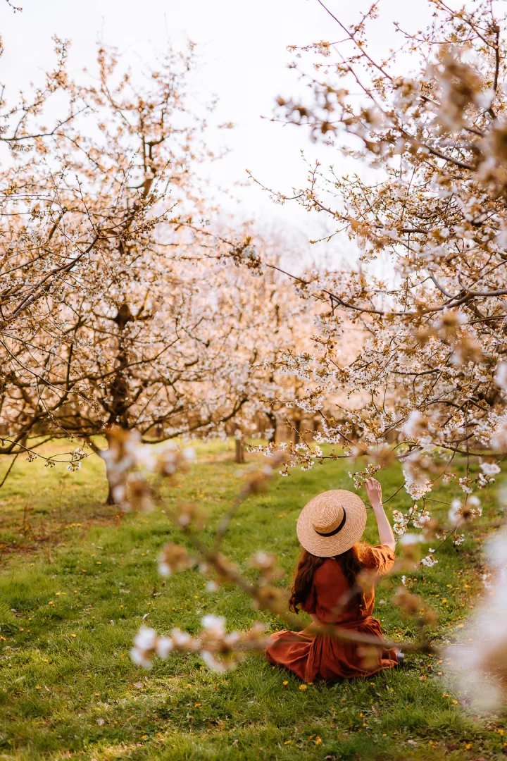 woman in an apple orchard in haspengouw