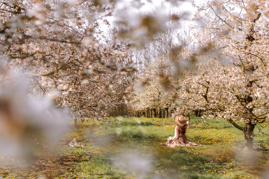 woman sitting among apple blossoms in haspengouw