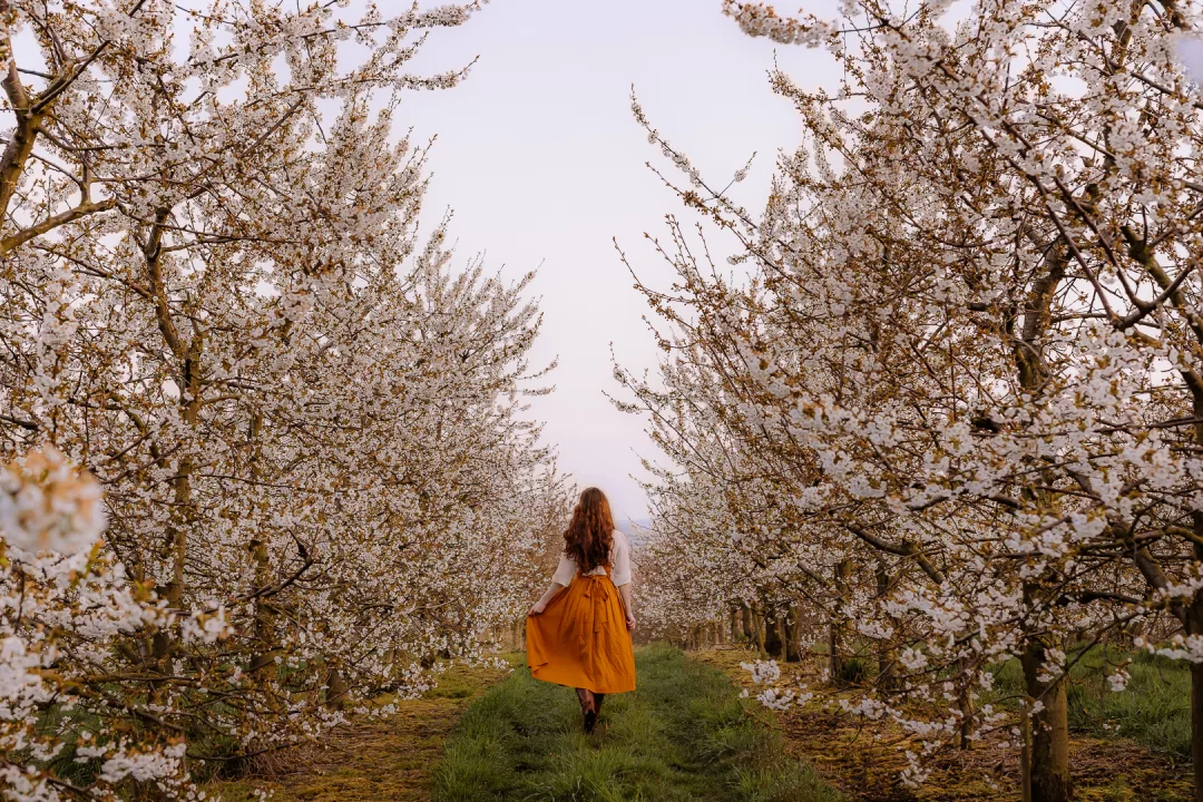 woman walking through  apple blossoms in haspengouw at sunrise