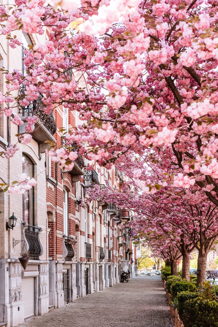 avenue emile max cherry blossoms in brussels