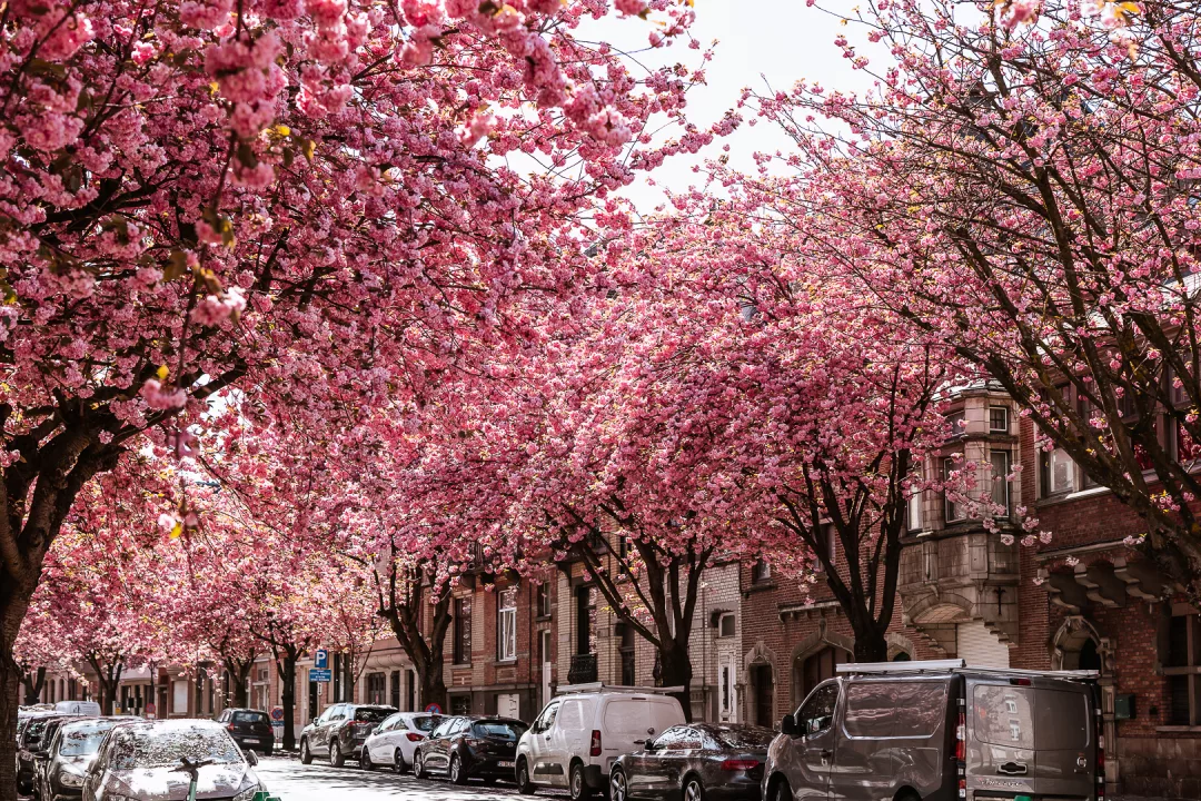 cherry blossoms avenue du diamant in brussels