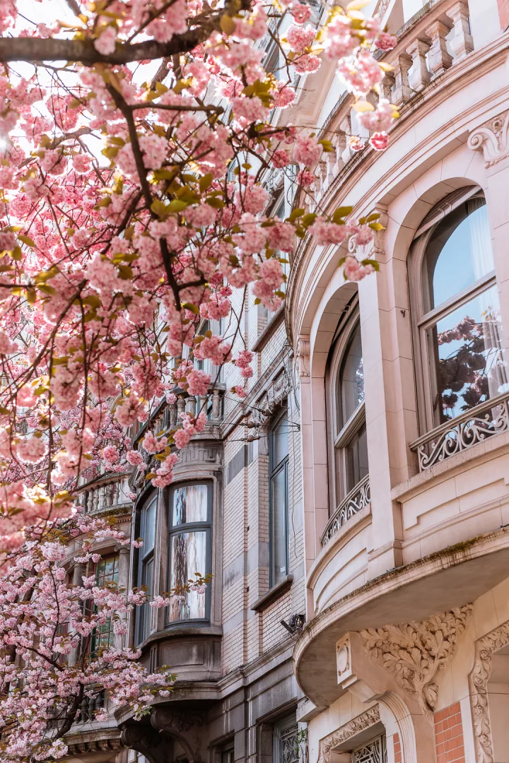 cherry blossoms over art nouveau buildings in brussels
