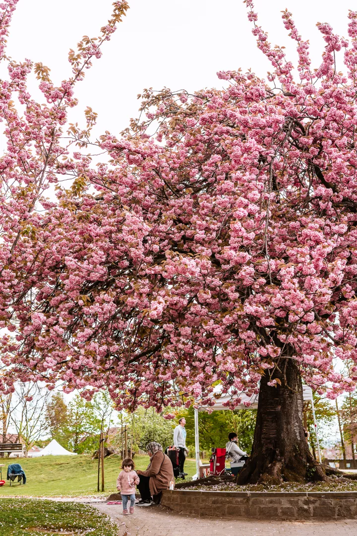 cherry blossoms parc du viaduc in brussels