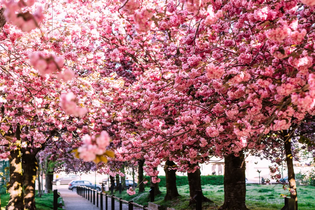 cherry blossoms rue leekaerts in brussels