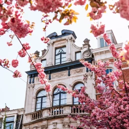 pink cherry blossoms and beautiful architecture in brussels