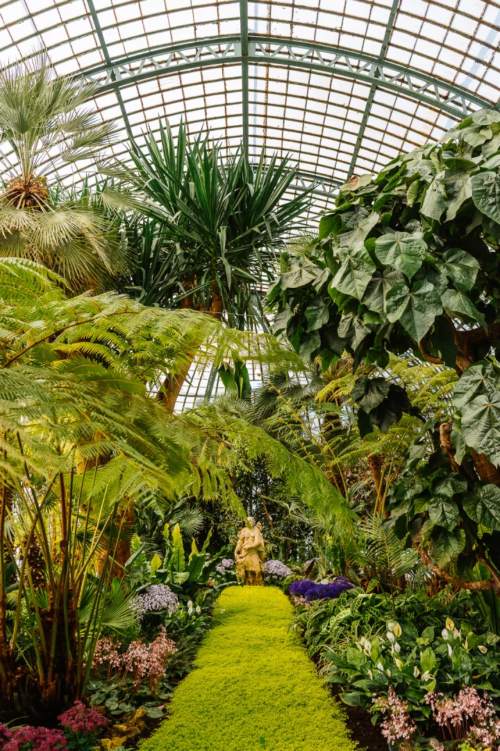 rare exotic plants at royal greenhouses of laeken